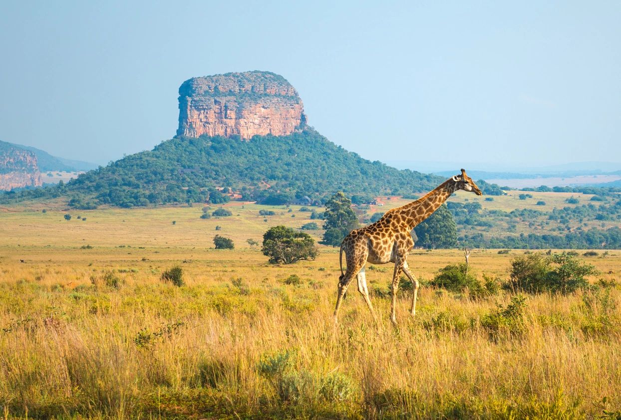 A giraffe walking across the grass in front of a mountain.